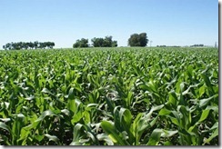 6852039-nice-corn-field-from-the-pampas-in-argentina