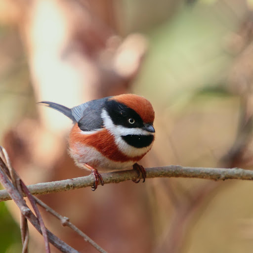 Hd-178213-ascw178213