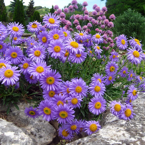 Hd-149233-ascw149233