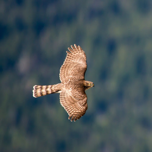 Hd-136454-ascw136454