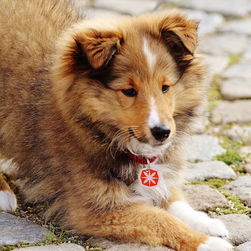 Hd-184920-ascw184920