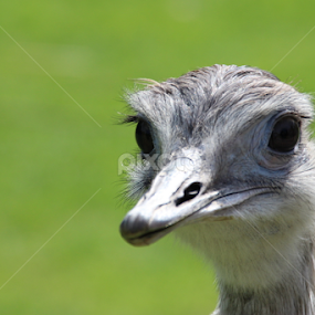 I Am Watching You!  by Sarah Kriegler - Animals Other Mammals
