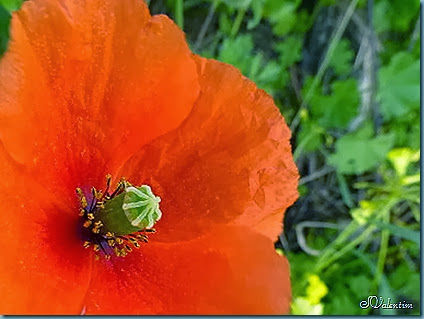 P1080040 P1080040
