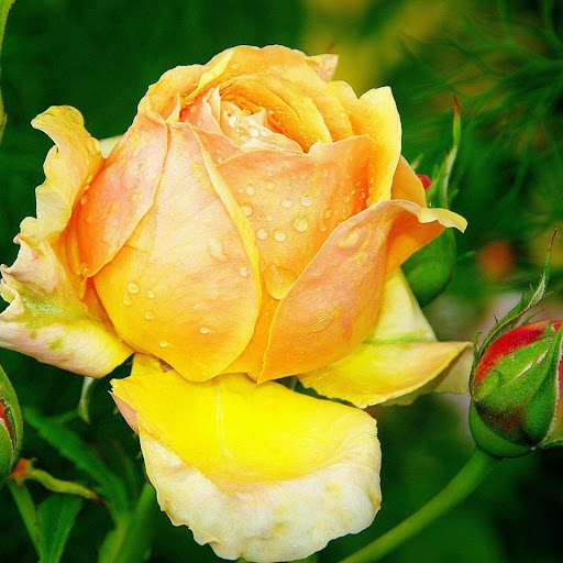 Hd-177521-ascw177521