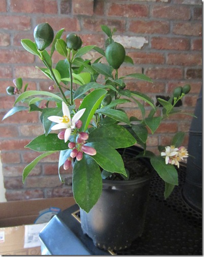 Meyer lemon with fruit and blossoms