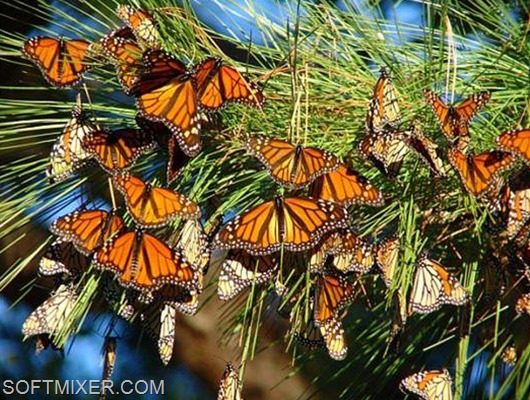 Monarch-butterfly-photo-book