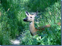 1701 Alberta Lethbridge - Helen Schuler Nature Centre - white-tailed deer