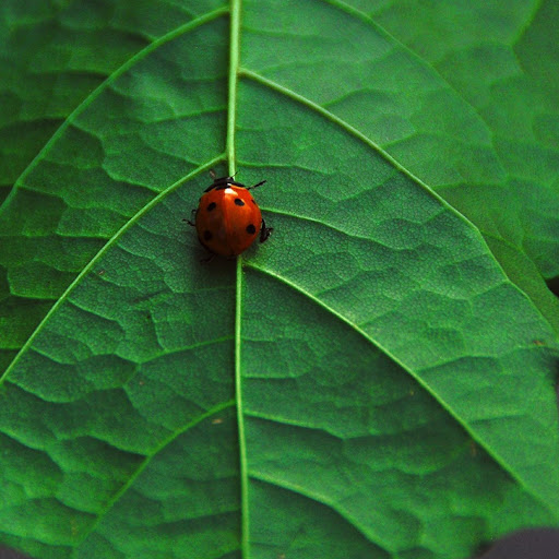 Hd-180127-ascw180127