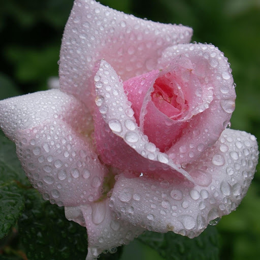 Hd-177487-ascw177487