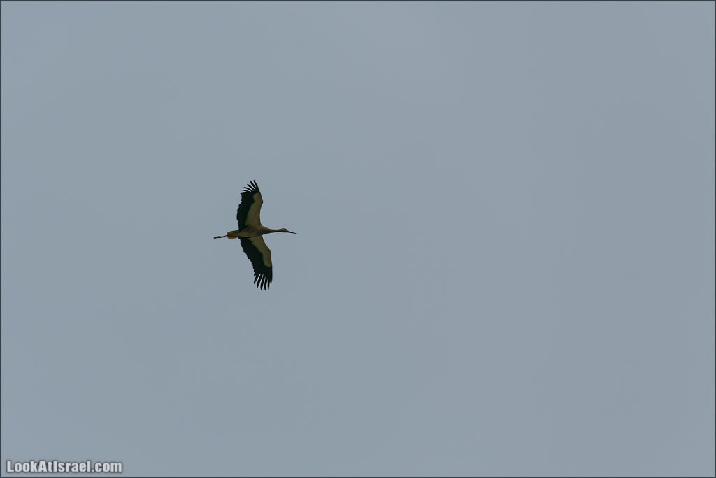 LookAtIsrael.com: Фото-блог о путешествиях по Израилю. Тель Авив, Иерусалим, Хайфа 