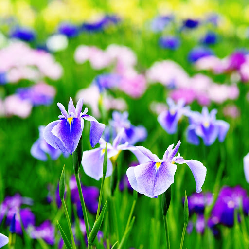 Hd-146088-ascw146088