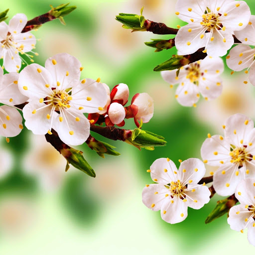 Hd-173722-ascw173722