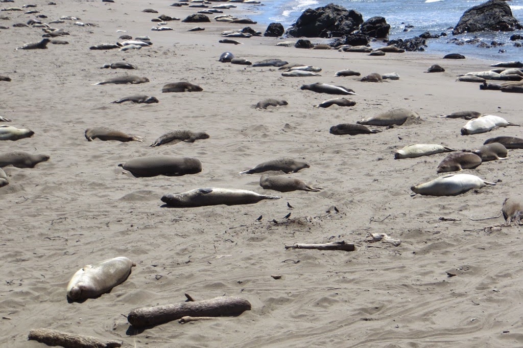 [Elephant-Seals-0053.jpg]