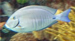 Antilles poisson-ange nain à dos jaune