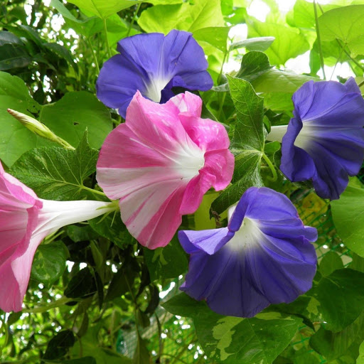 Hd-148765-ascw148765