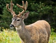 deer antler deer antler