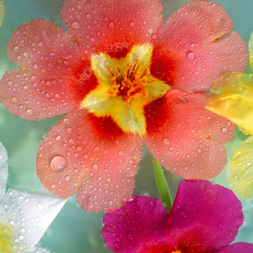 Hd-132705-ascw132705