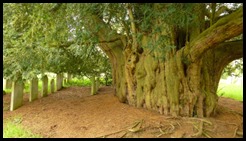 yew tree at graveyard