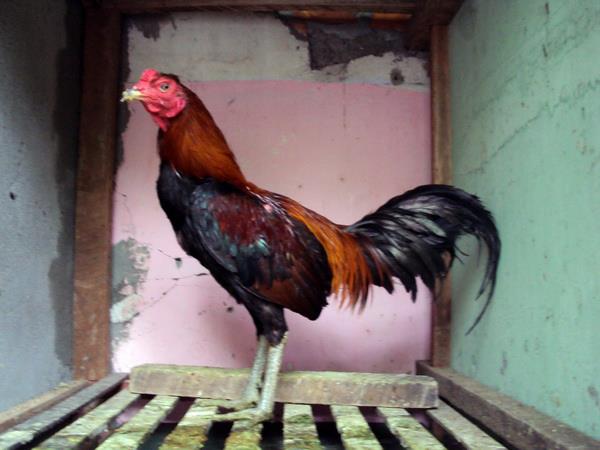  Ayam Laga Ayam Bangkok Aduan Jual Ayam Pakan Obat obatan 