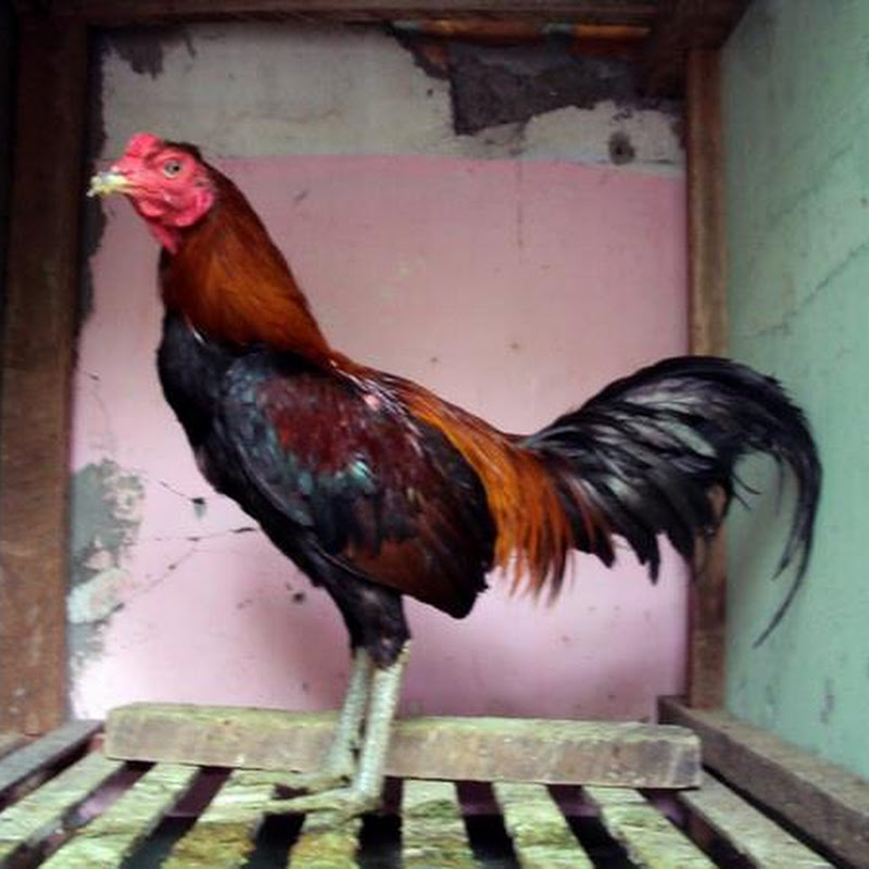 Ayam Laga Ayam Bangkok Aduan Jual Ayam Pakan Obat obatan 
