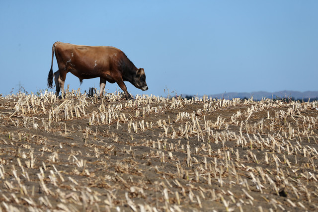 A cow searches for edible grass in drought strickened paddocks in Waiuku, New Zealand. Drought was declared in March 2013 in several North Island regions, including the largest dairying provinces. Photo: Sandra Mu / Getty Images