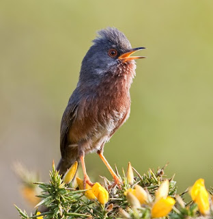 Suara burung dartford warbler download suara burung warbler