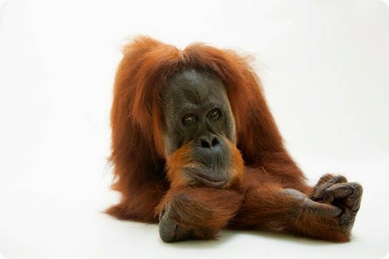 orango di sumatra orango di sumatra