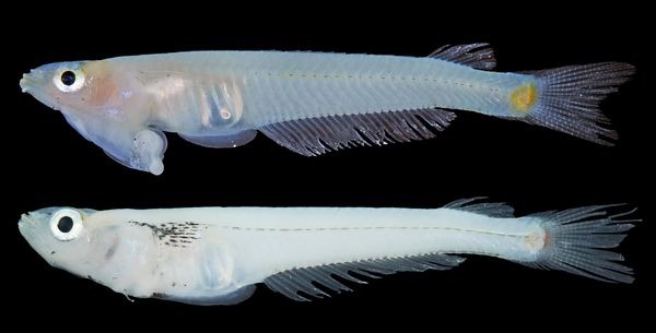 [genital-headed-fish-studied_58641_600x450%255B3%255D.jpg]