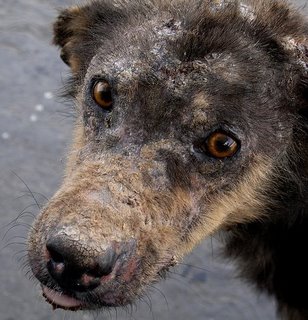 15-04-2010-15-54-10-perro_sarnoso.jpg