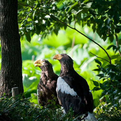 Hd-181323-ascw181323