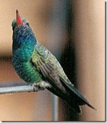 Broadbillbmp Broadbillbmp