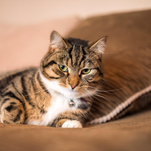 Hd-177514-ascw177514