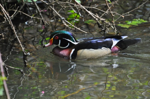 DSC_0450.jpg DSC 0450