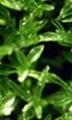 Physcomitrella patens Physcomitrella patens