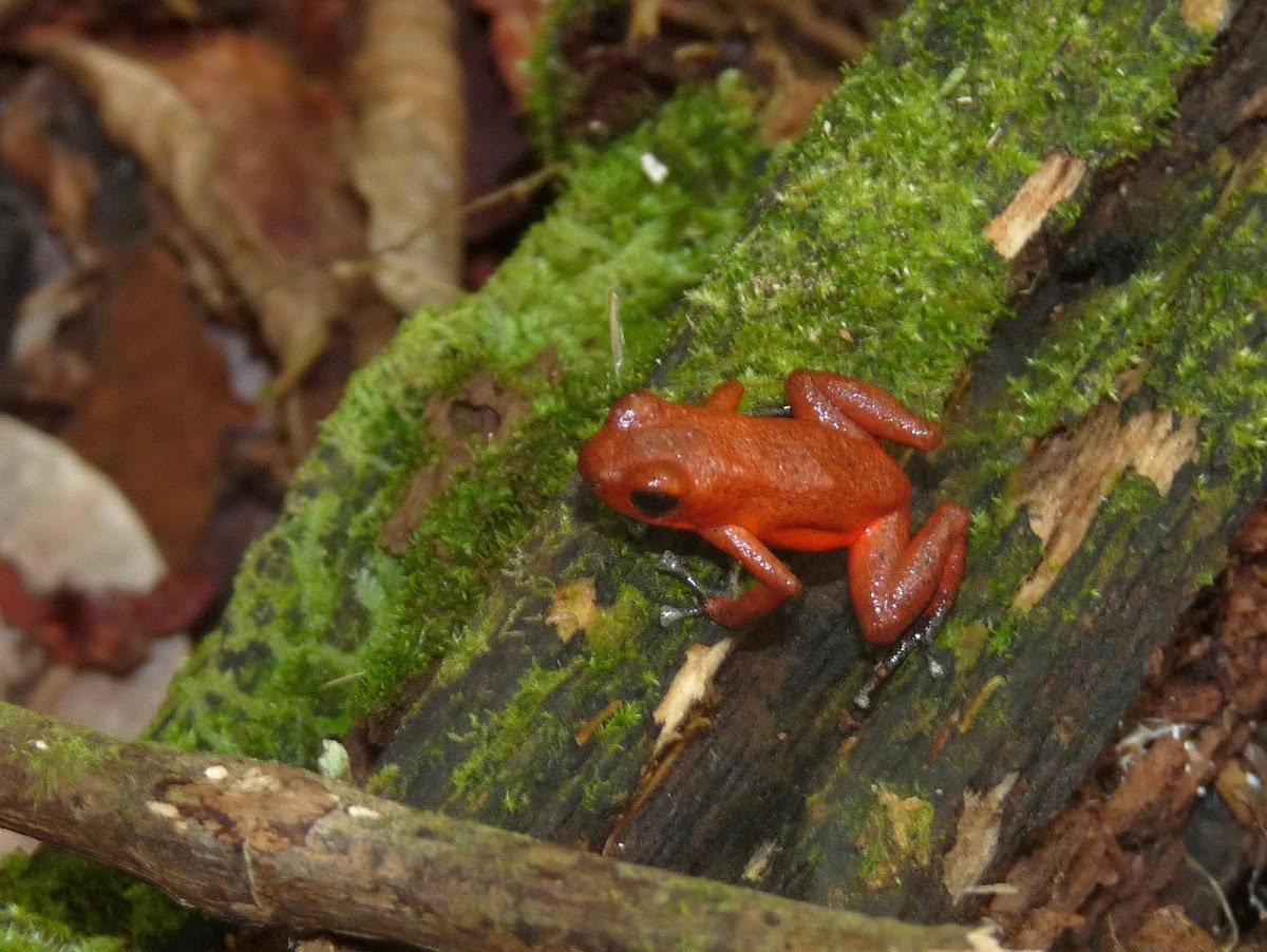 Red Dart frog
