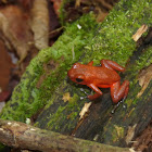 Red Dart frog