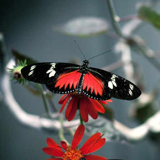 Hd-180137-ascw180137