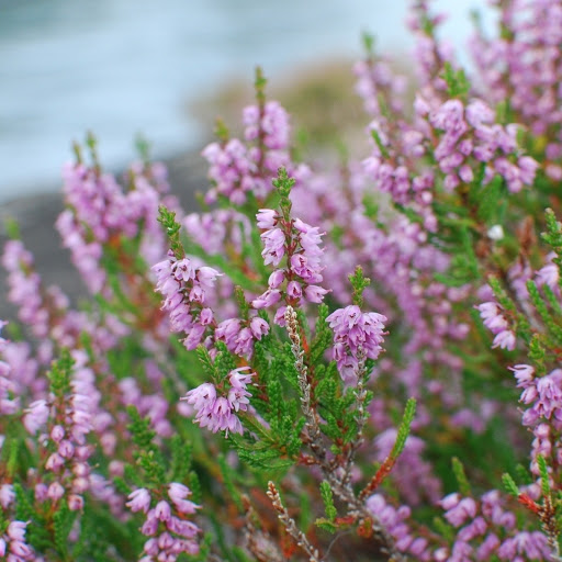 Hd-144281-ascw144281