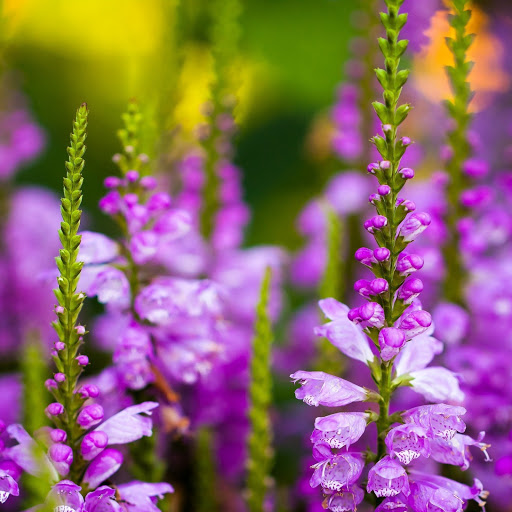 Hd-141140-ascw141140