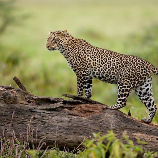 Hd-172863-ascw172863