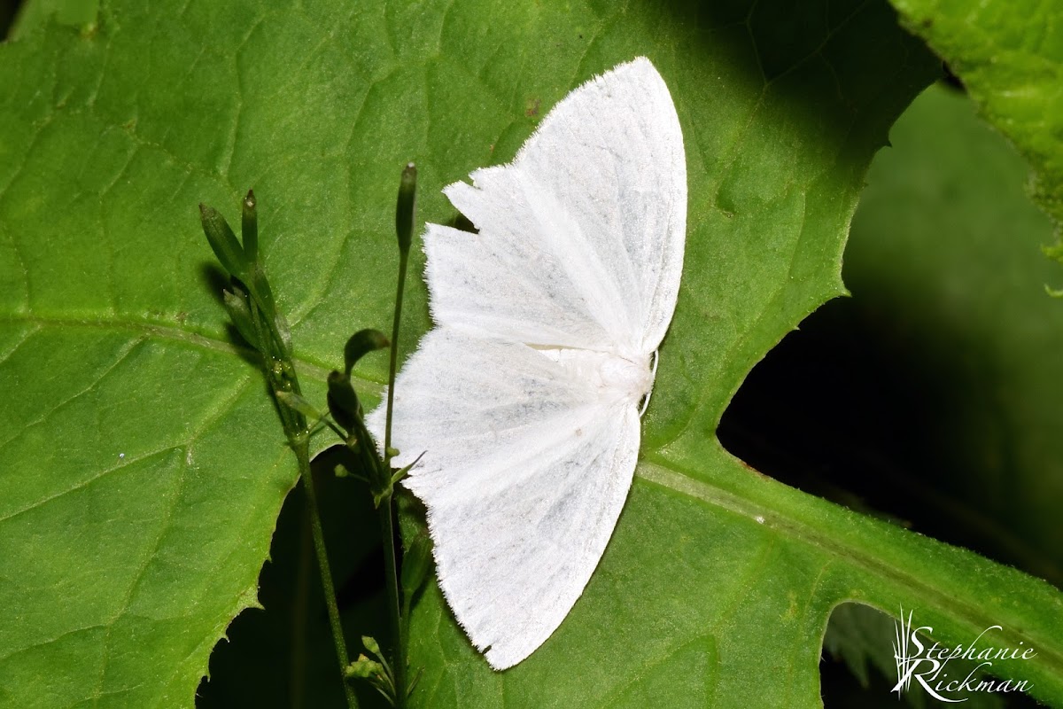 White Spring Moth