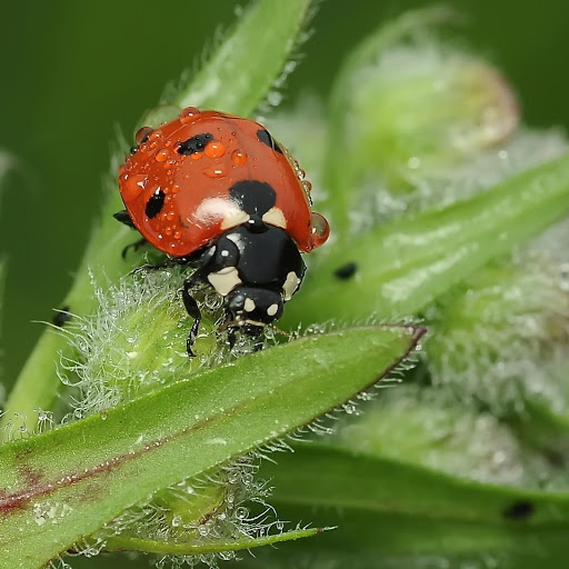 Hd-168935-ascw168935