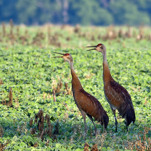 Hd-156530-ascw156530