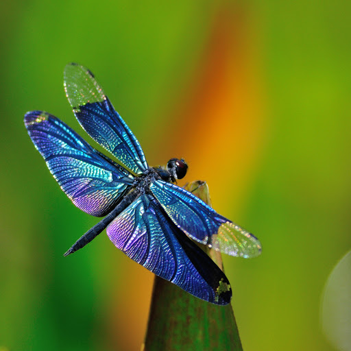 Hd-162454-ascw162454