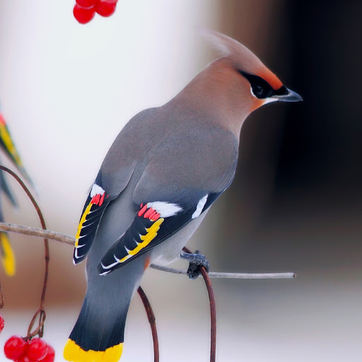 Hd-181100-ascw181100