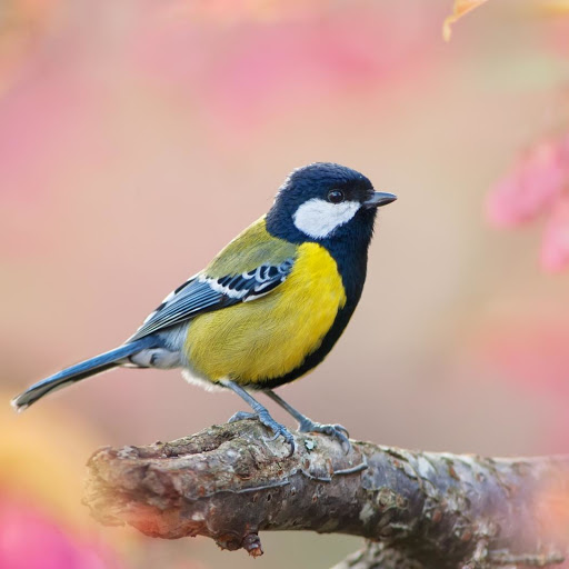 Hd-177997-ascw177997