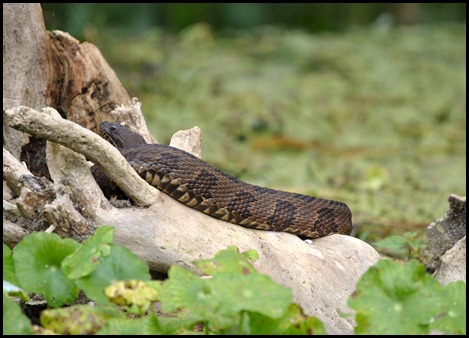 08 - Animals - Water Moccasin