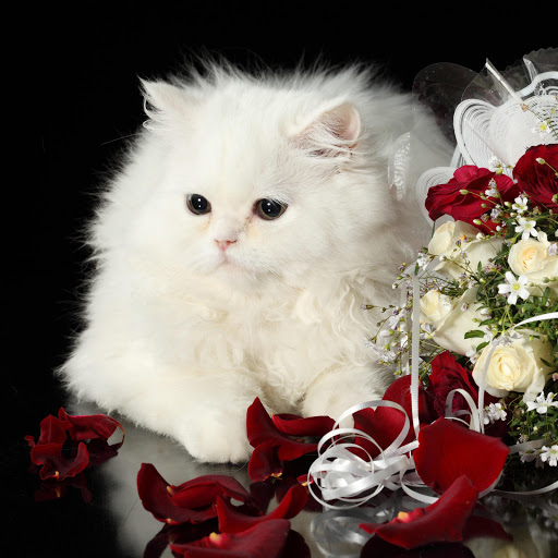 Hd-141551-ascw141551