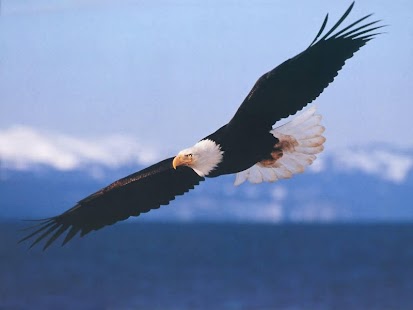 How to download Eagles Wallpapers 2.0.6 mod apk for bluestacks