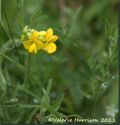 5-meadow vetchling